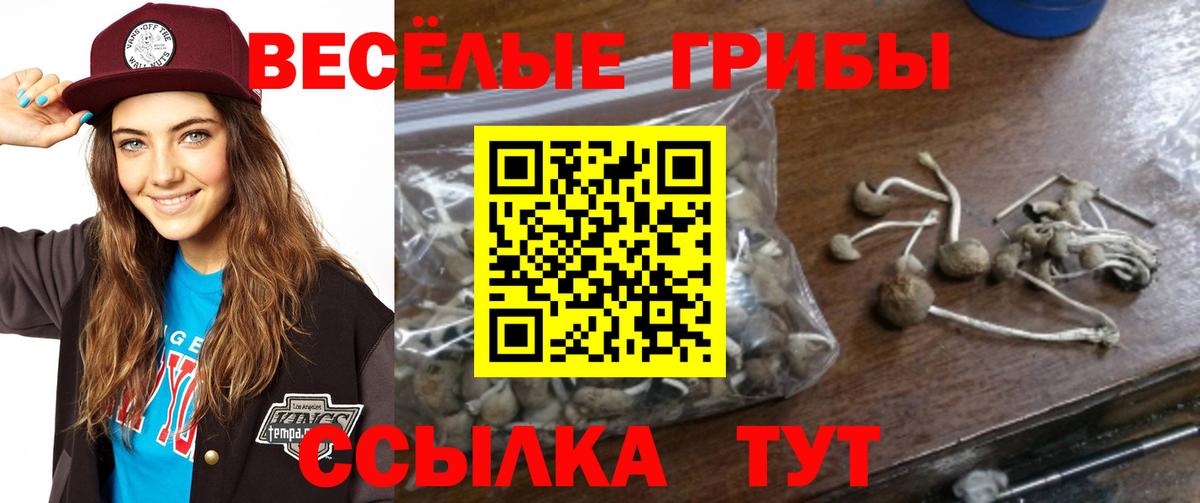 Псилоцибиновые грибы мицелий Ачинск